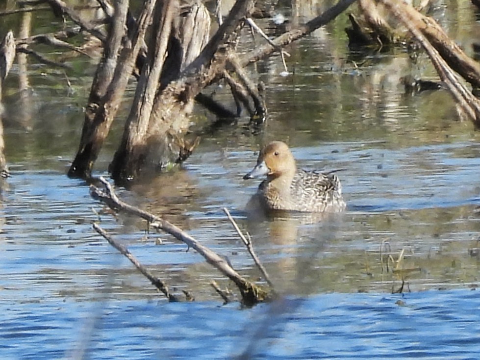 Canard pilet - ML643249109