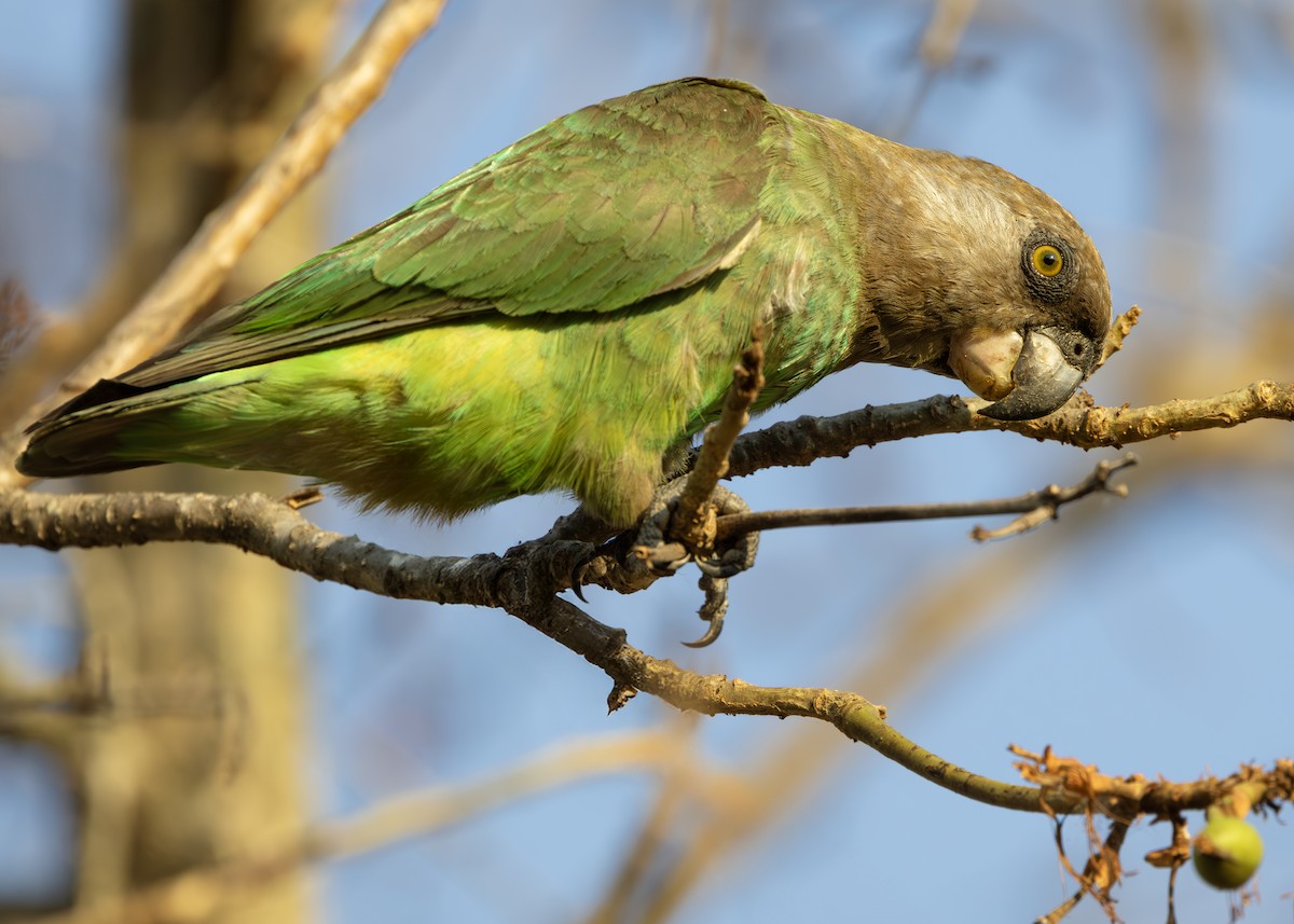 Brown-headed Parrot - ML643249126