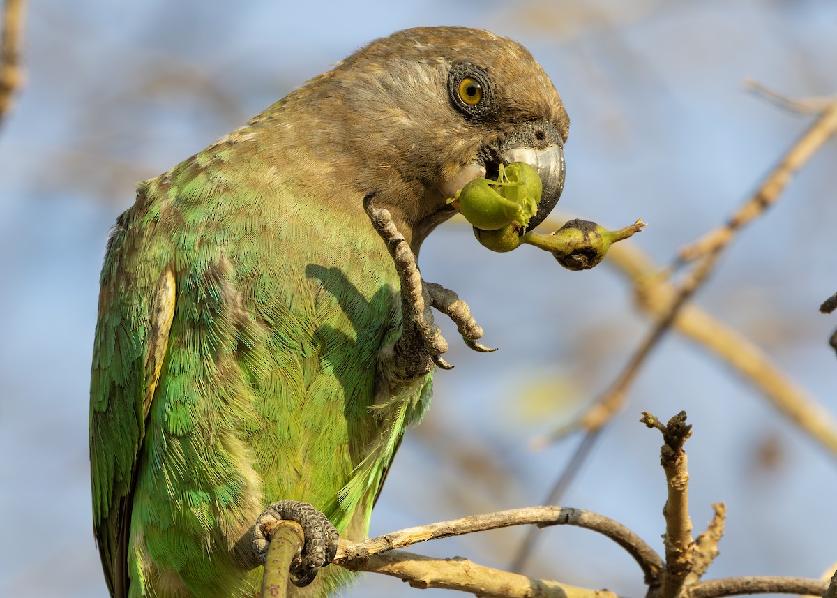 Brown-headed Parrot - ML643249127
