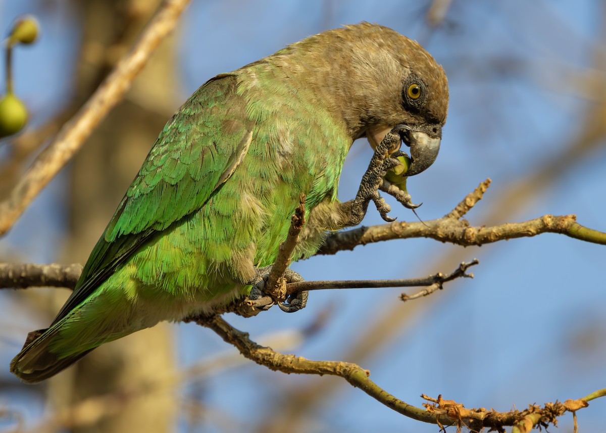Brown-headed Parrot - ML643249128