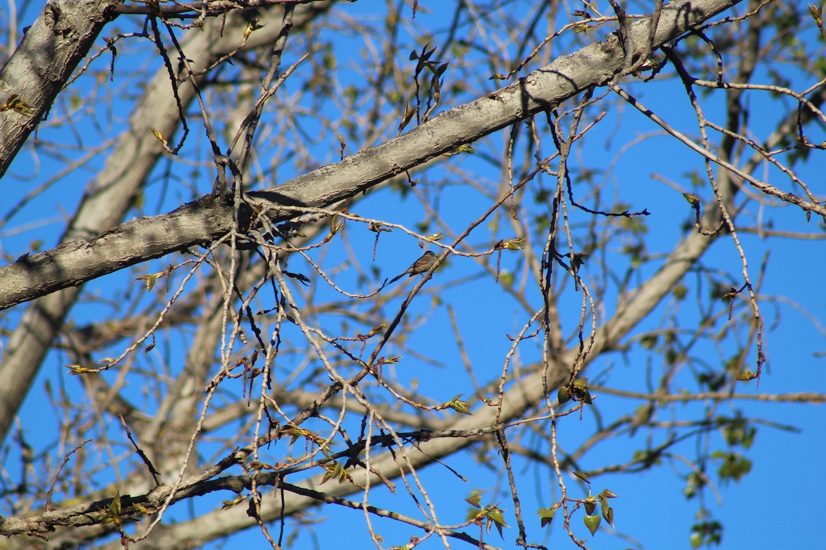 Plain-mantled Tit-Spinetail - ML643249151