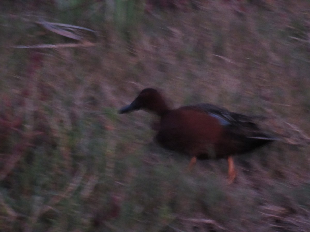 アカシマアジ - ML643249172