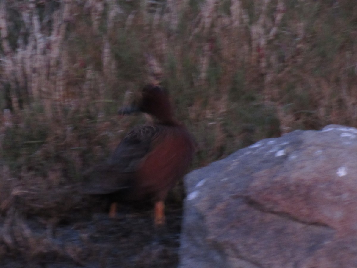 アカシマアジ - ML643249173