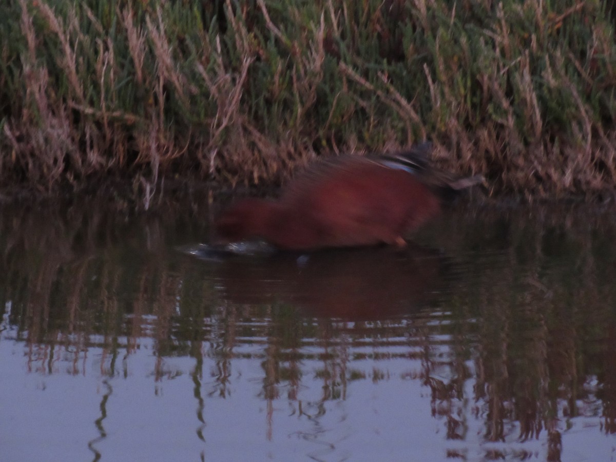 アカシマアジ - ML643249174