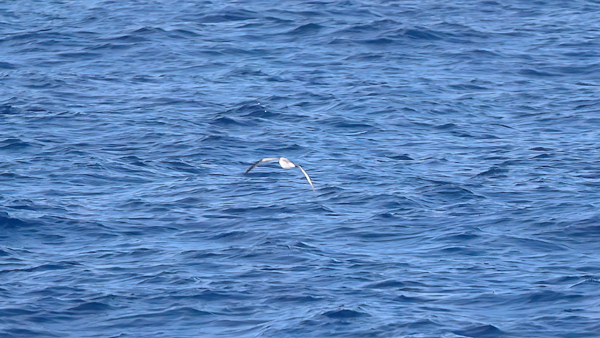 Cook's Petrel - ML643249186