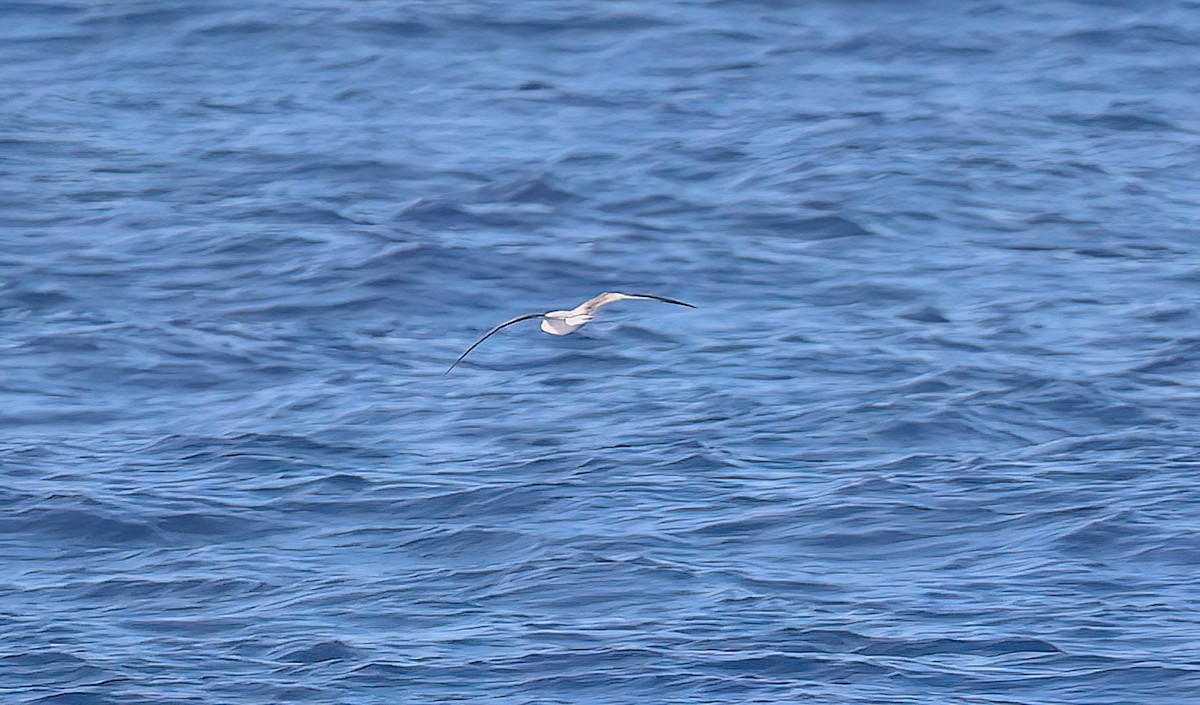 Cook's Petrel - ML643249187