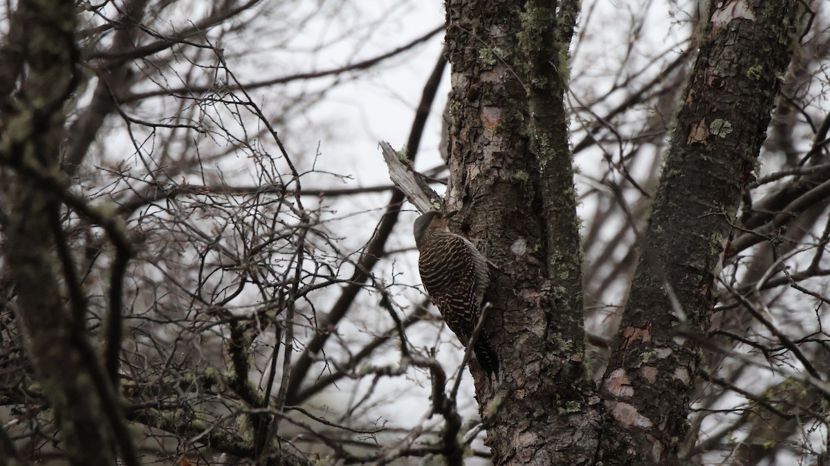 Chilean Flicker - ML643249198