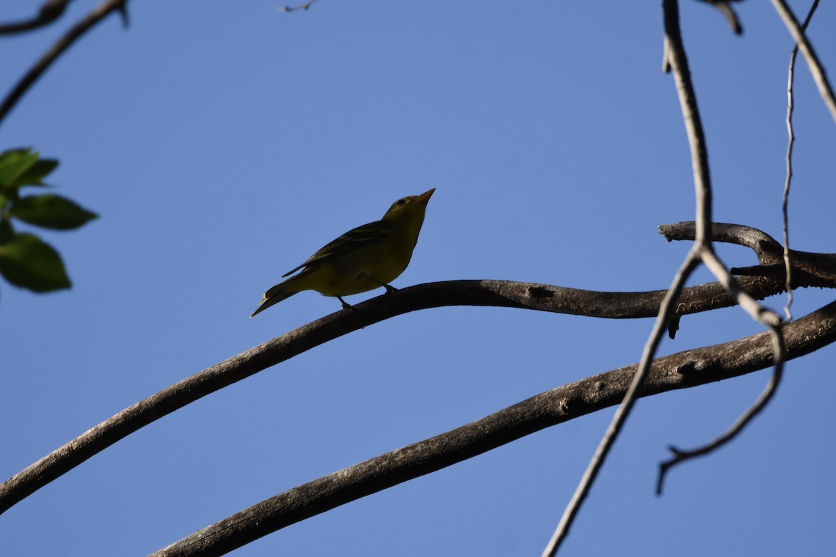 Western Tanager - ML643249207