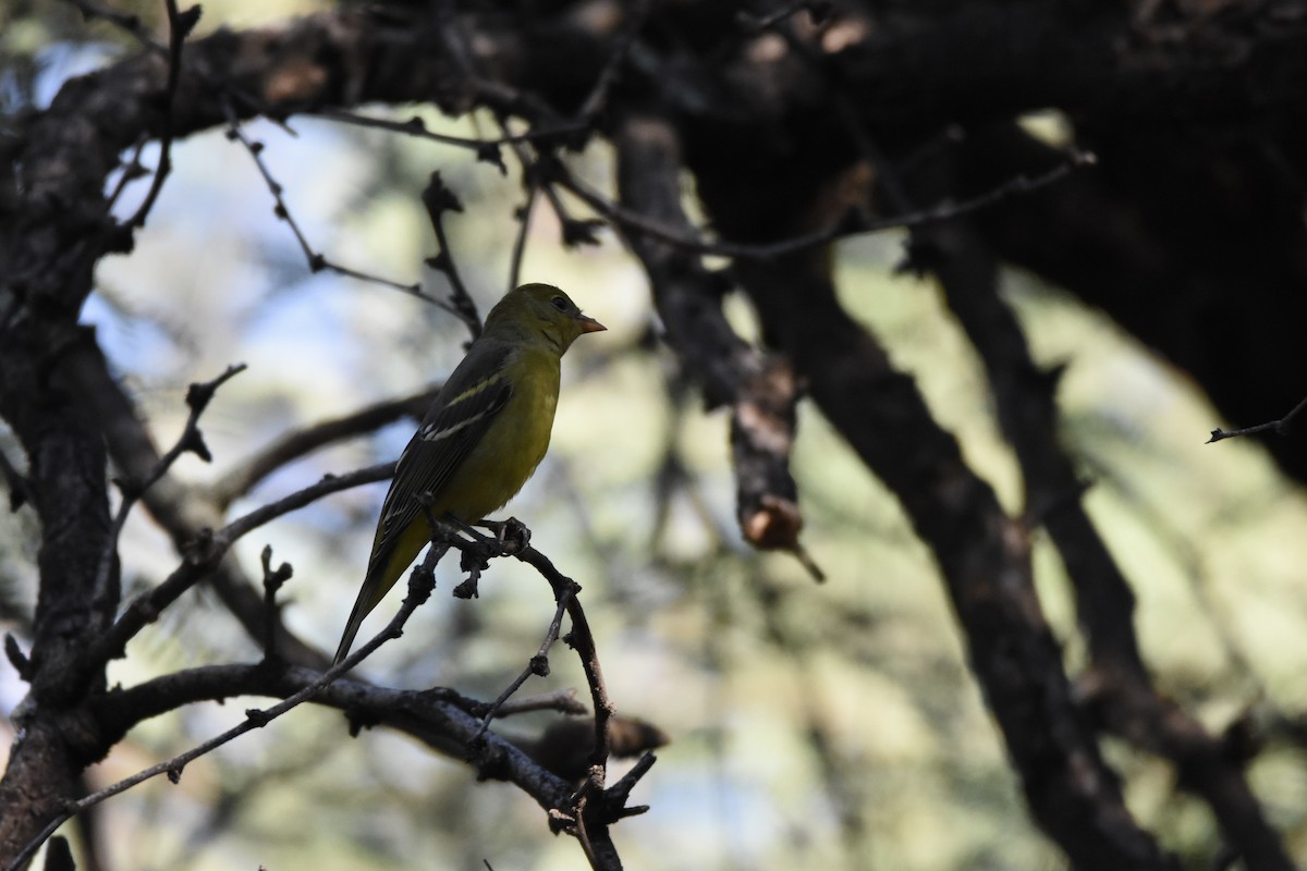 Western Tanager - ML643249208
