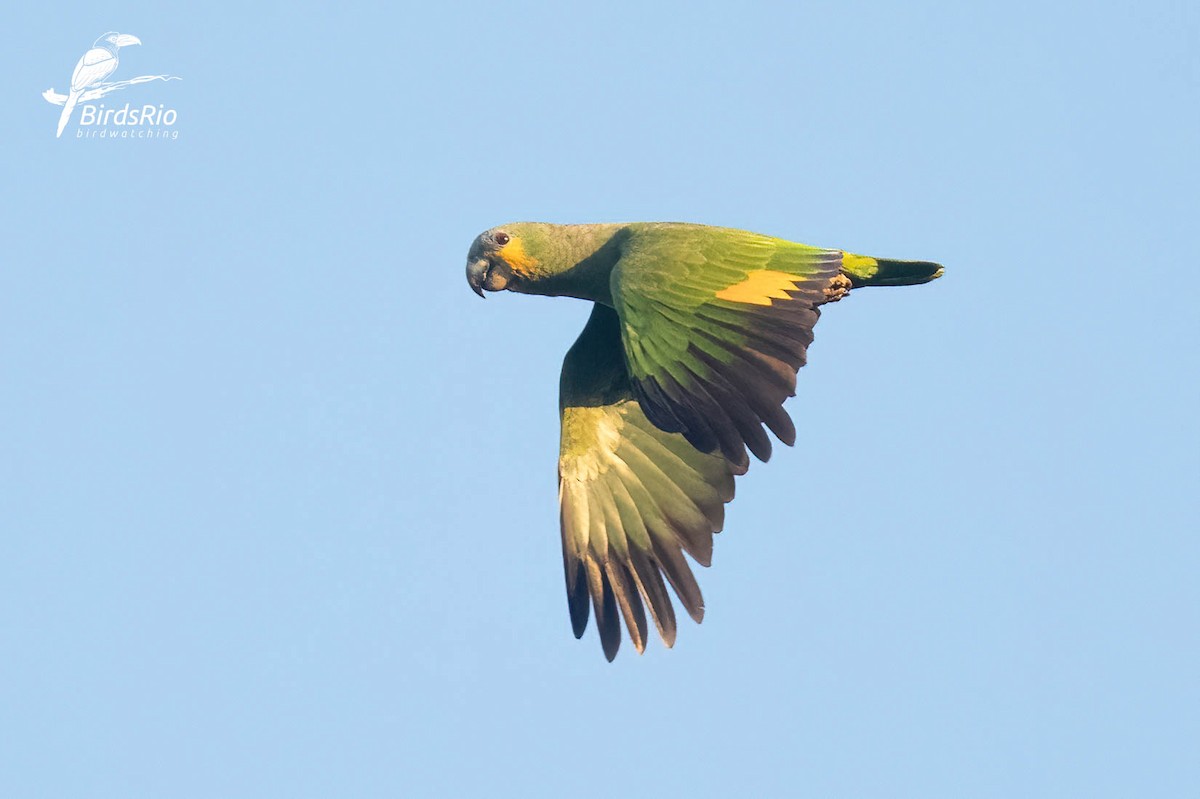 Orange-winged Amazon - ML643249211