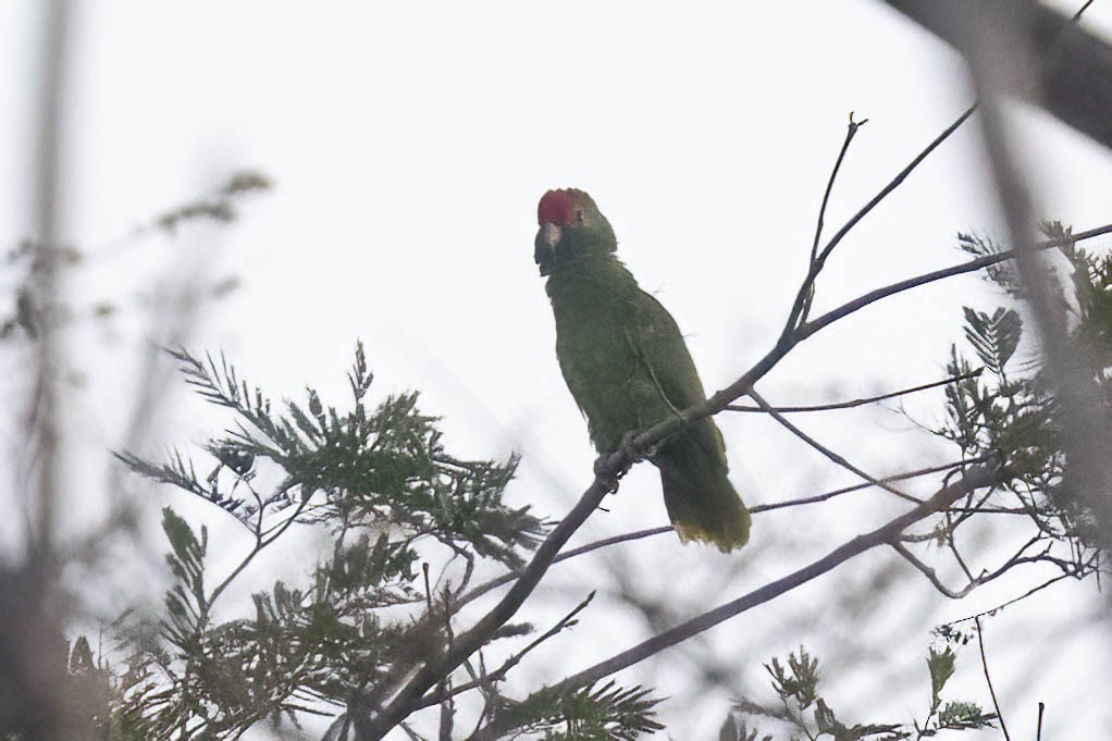 Red-browed Amazon - ML643249224