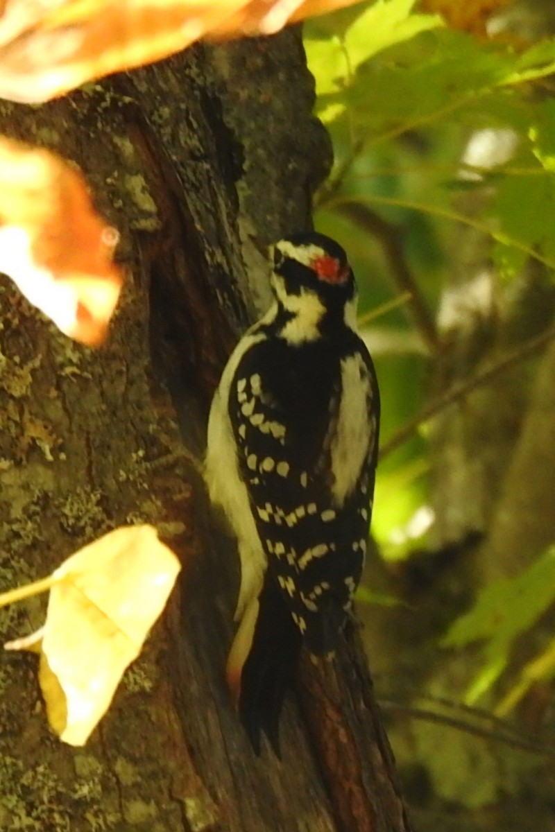 Hairy Woodpecker (Eastern) - ML643249268