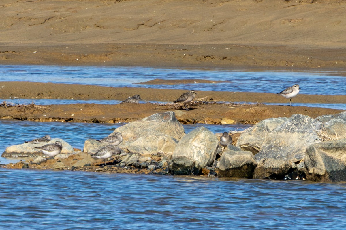 American Golden-Plover - ML643249319