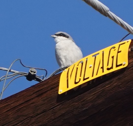 Loggerhead Shrike - ML643249341