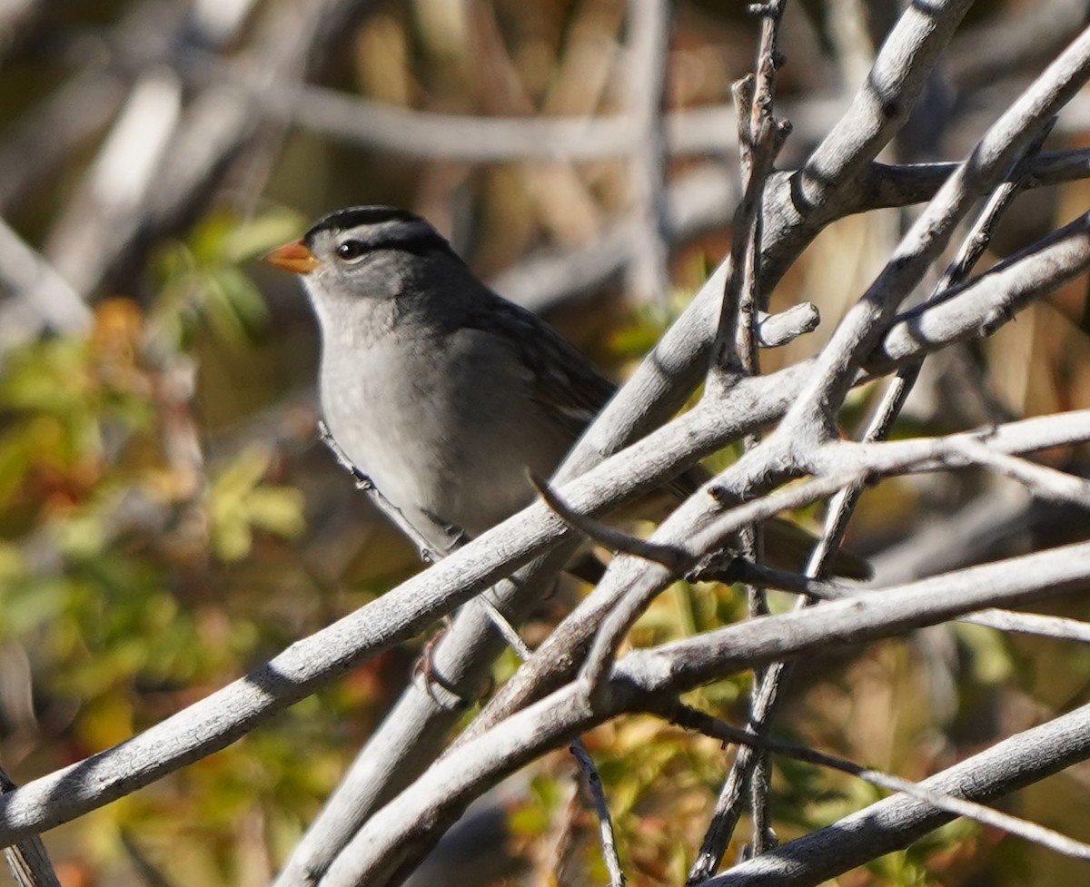 White-crowned Sparrow - ML643249345