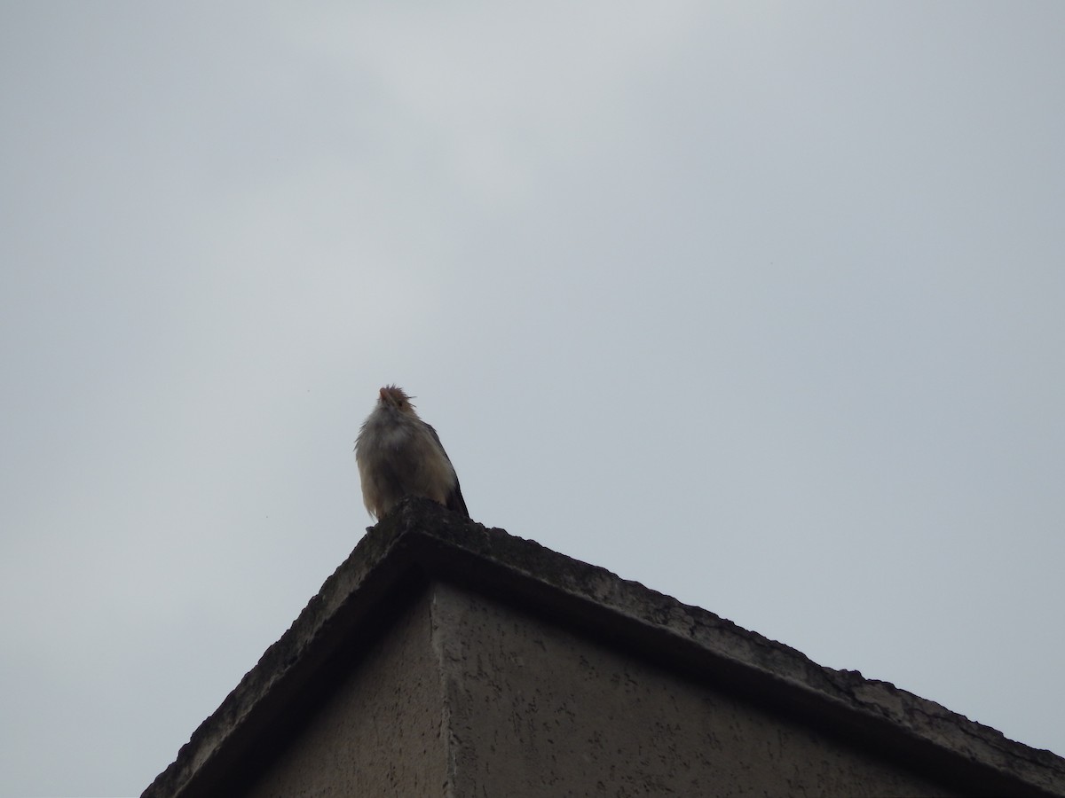 Guira Cuckoo - ML643249359