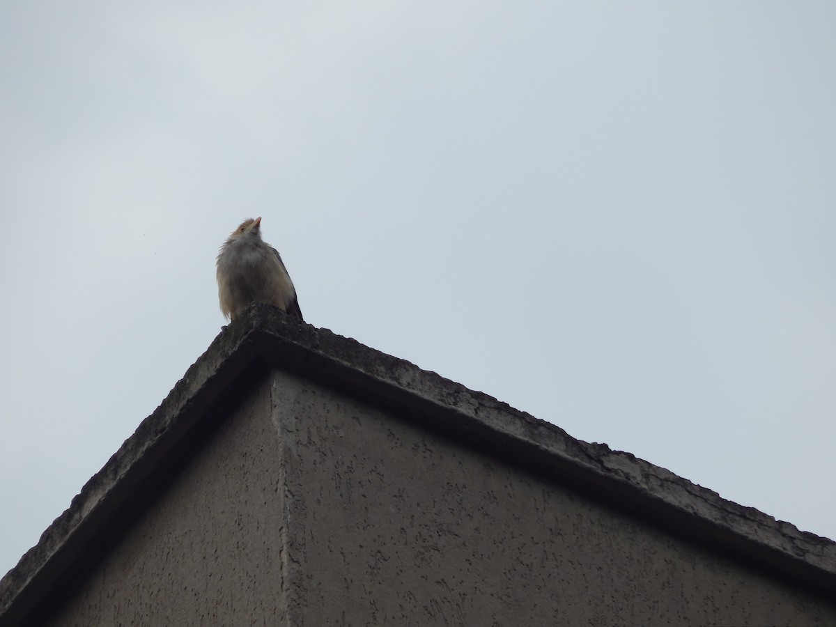 Guira Cuckoo - ML643249360