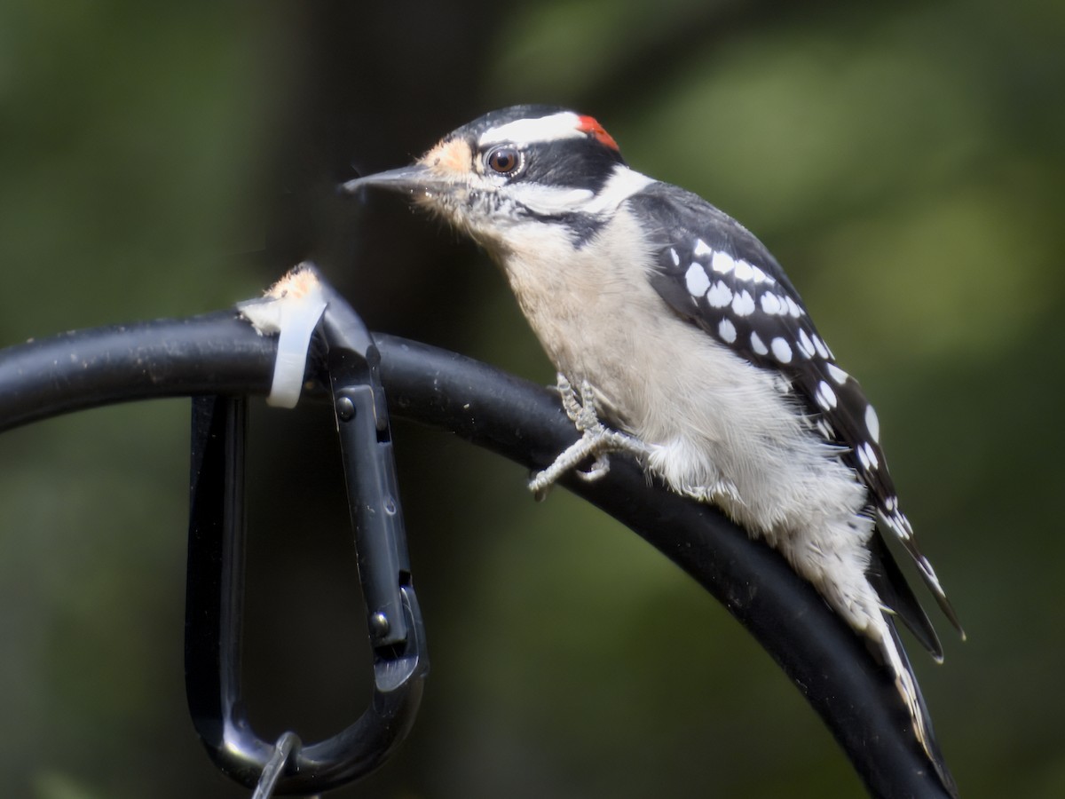 Downy Woodpecker - ML643249361