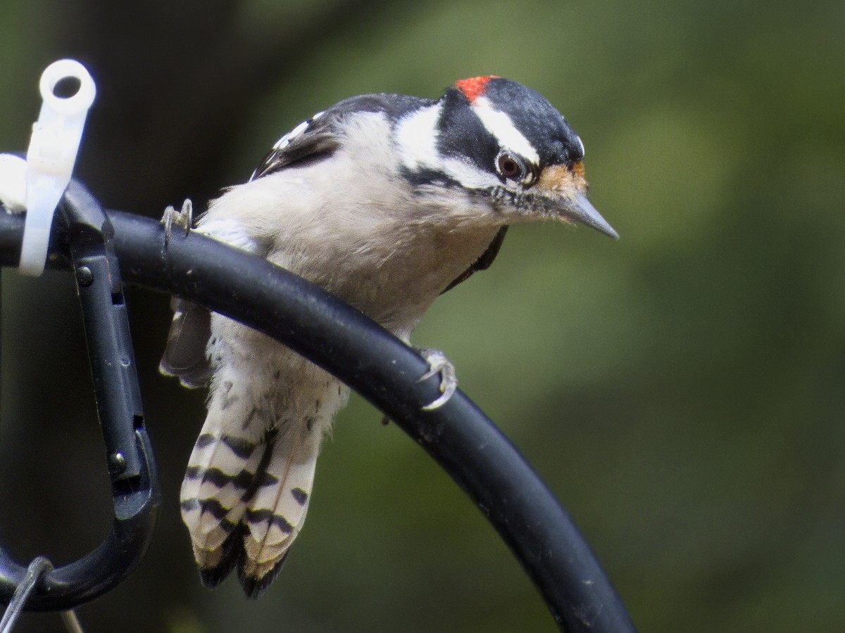 Downy Woodpecker - ML643249362