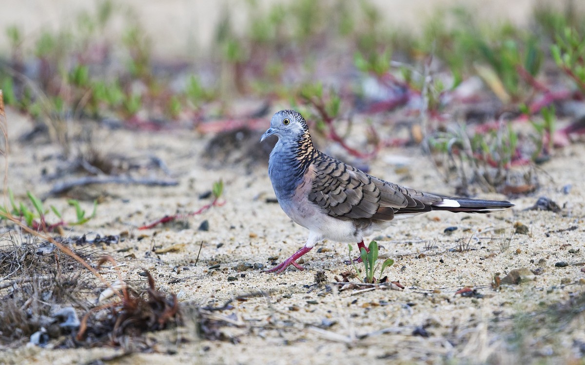 Bar-shouldered Dove - ML643249377