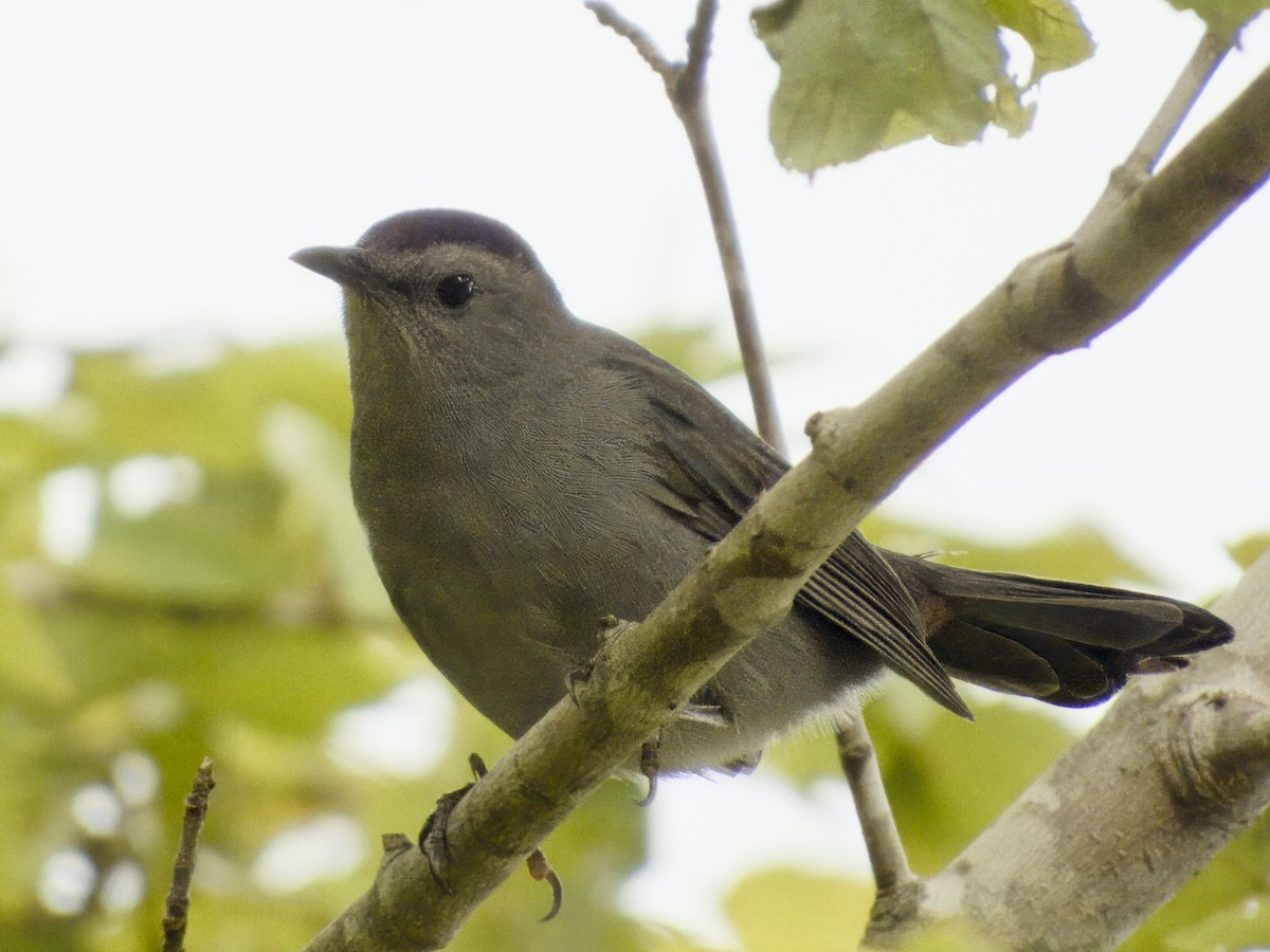 Gray Catbird - ML643249383