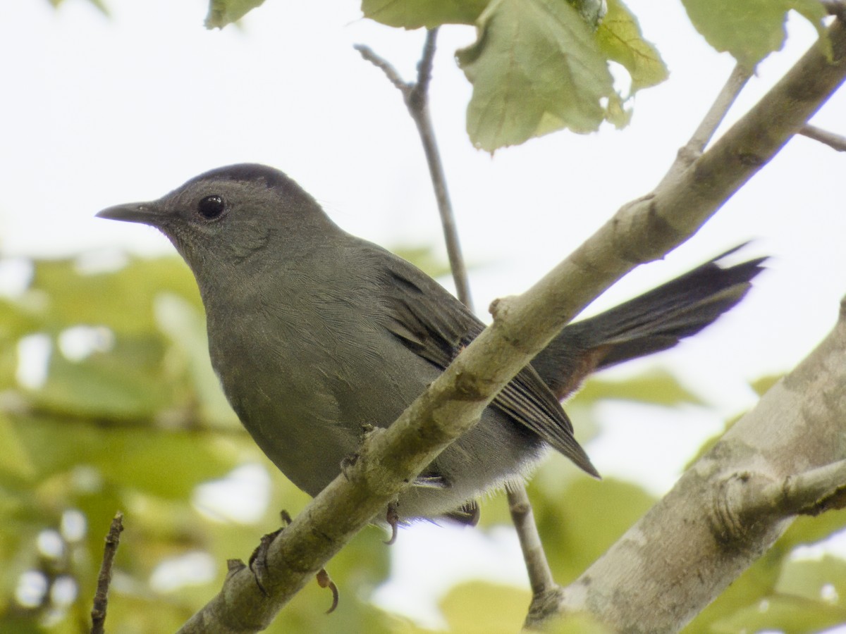 Gray Catbird - ML643249384