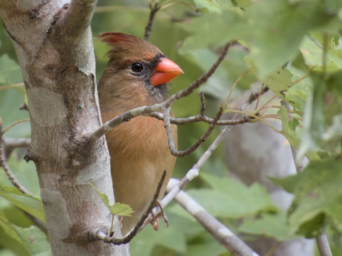 Northern Cardinal - ML643249406