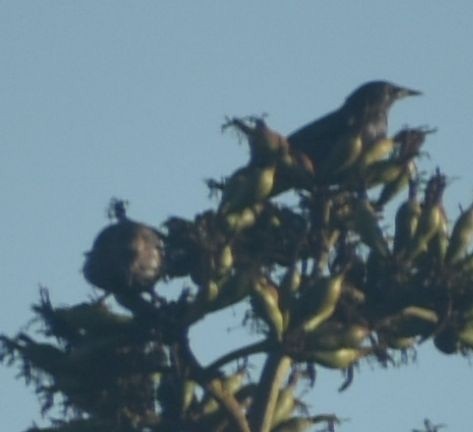 Spotless Starling - ML643249415