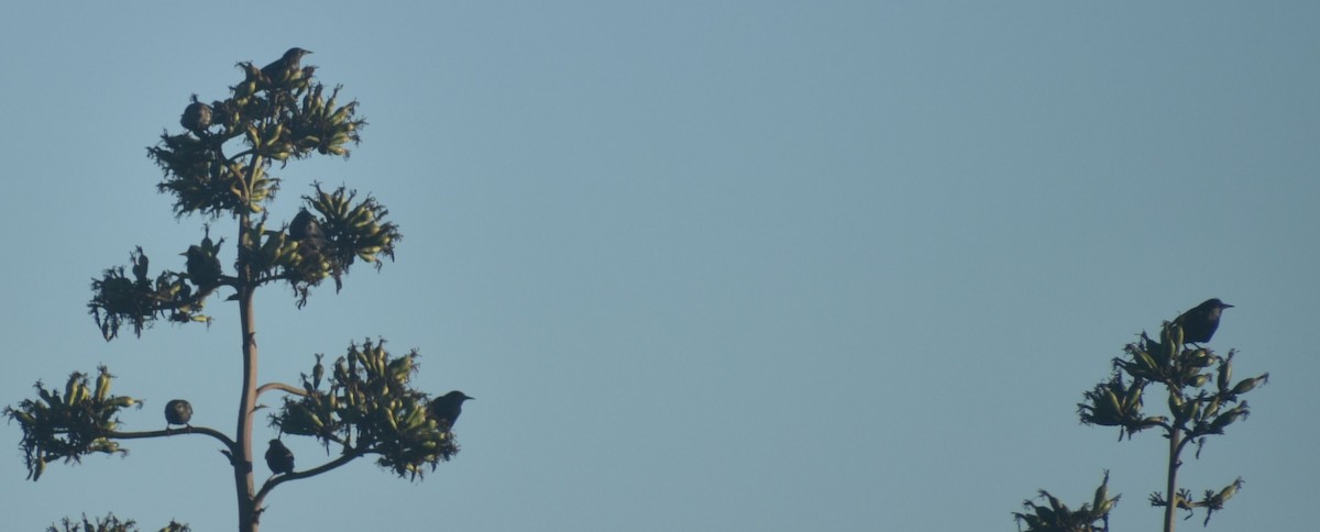 Spotless Starling - ML643249416