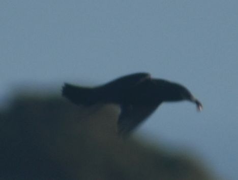 Spotless Starling - ML643249418