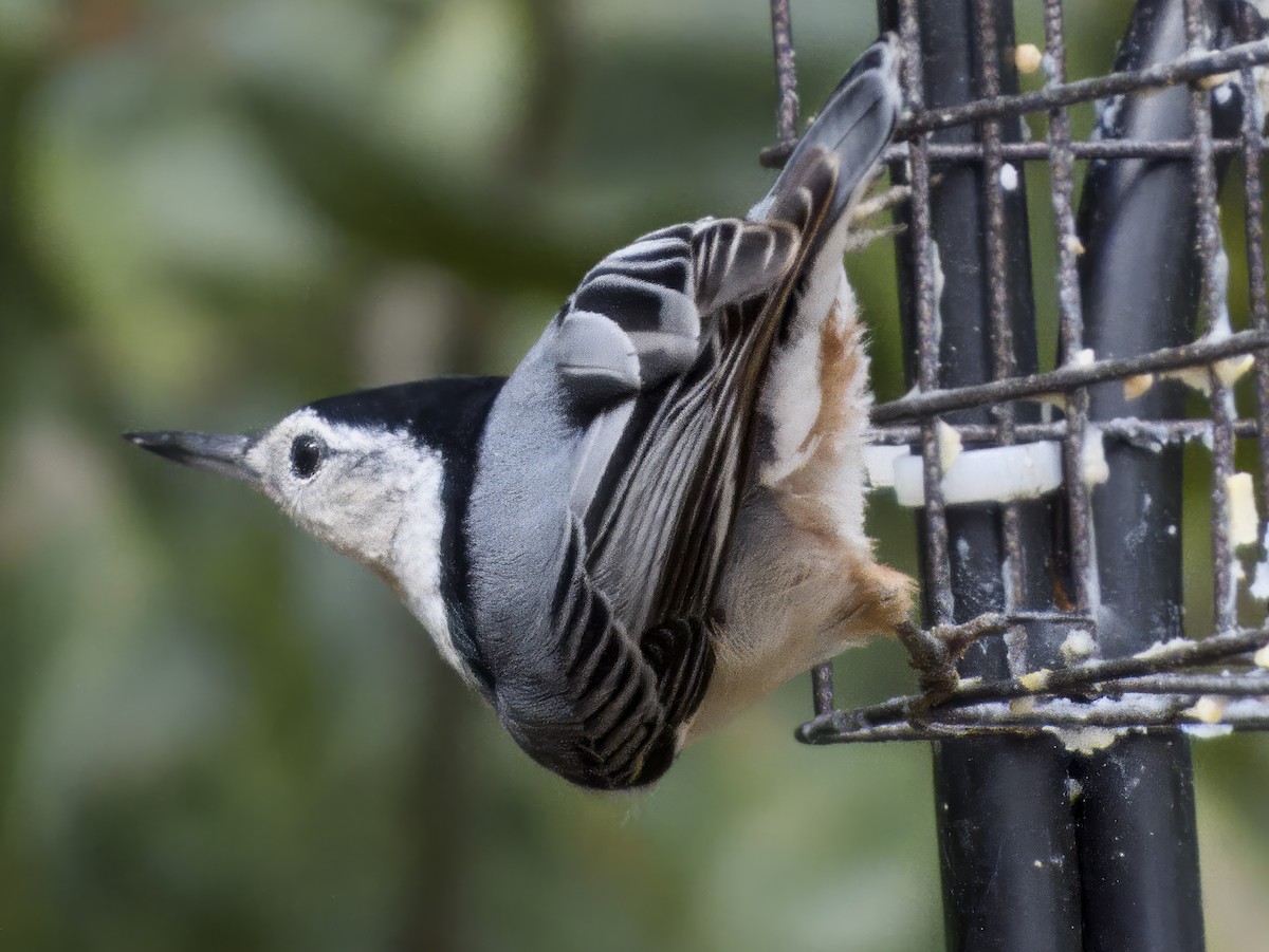 White-breasted Nuthatch - ML643249419