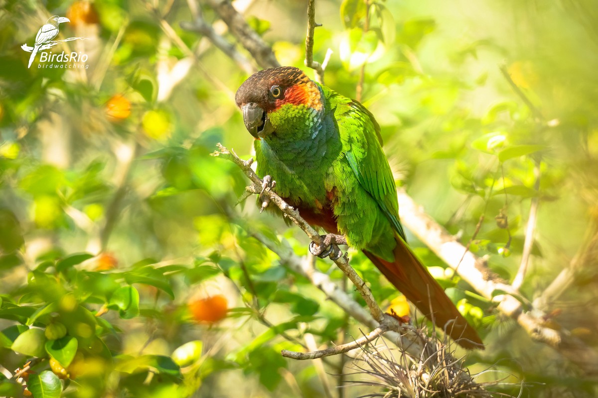 Ochre-marked Parakeet - ML643249443