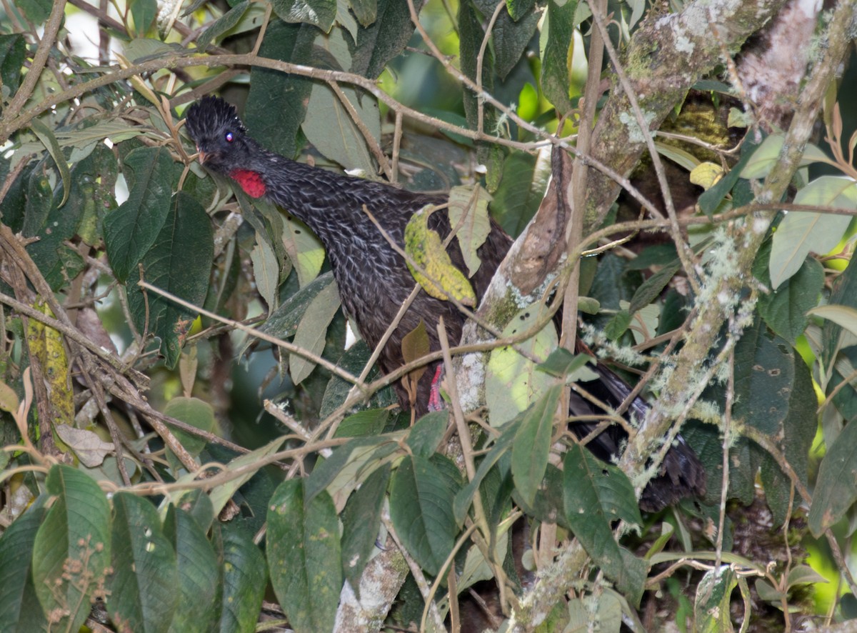 Andean Guan - ML643249448