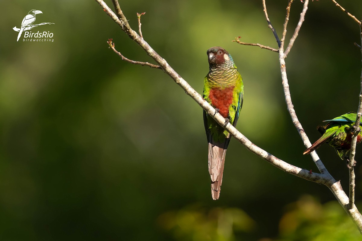 Maroon-faced Parakeet - ML643249454