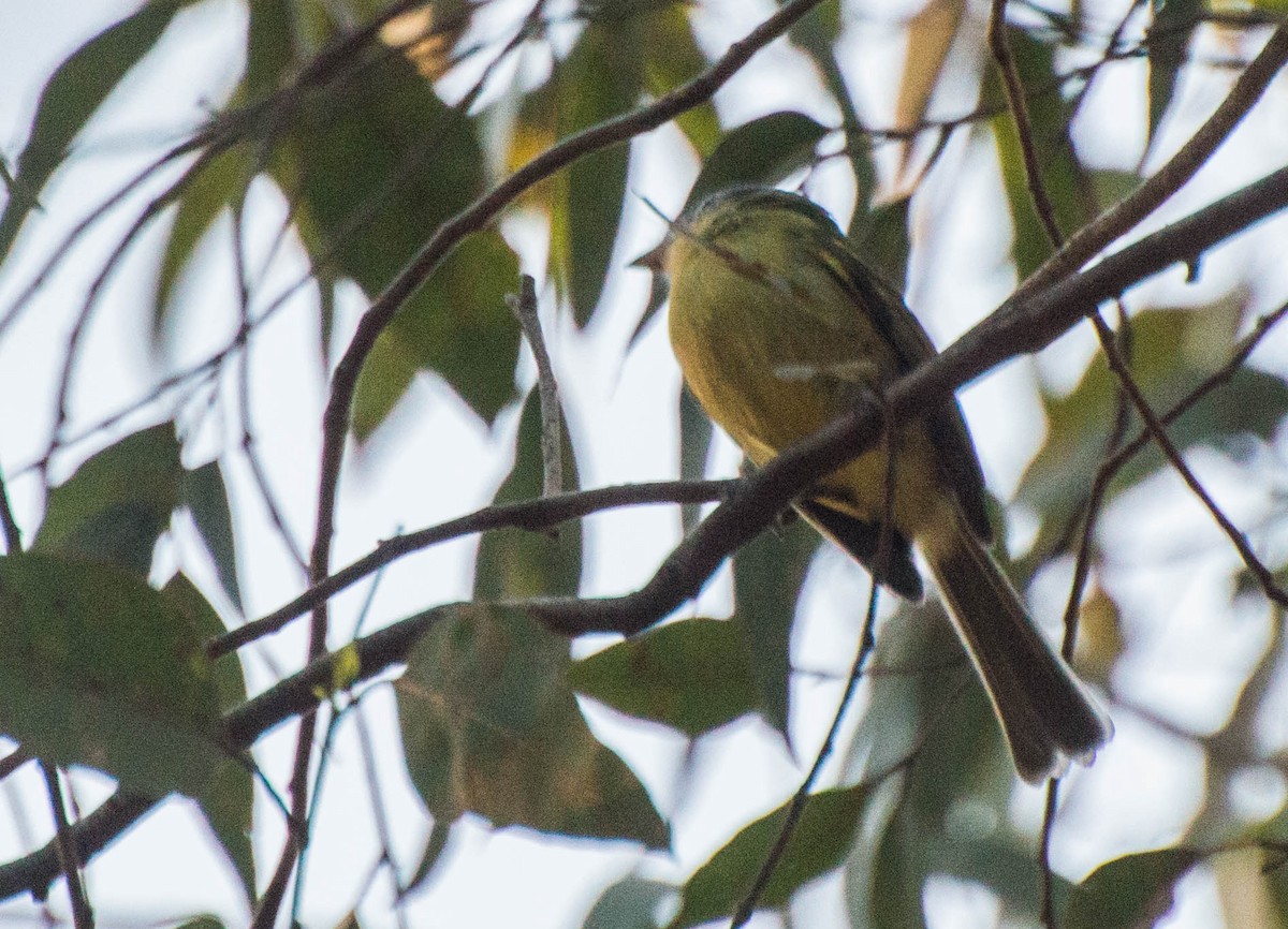 Yellow-olive Flatbill - ML643249486