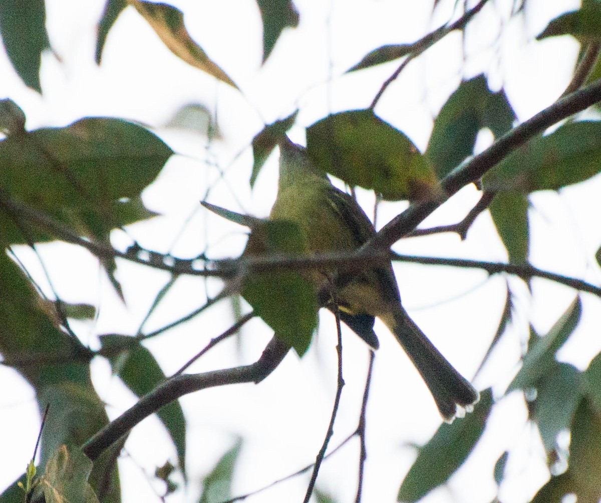 Yellow-olive Flatbill - ML643249487