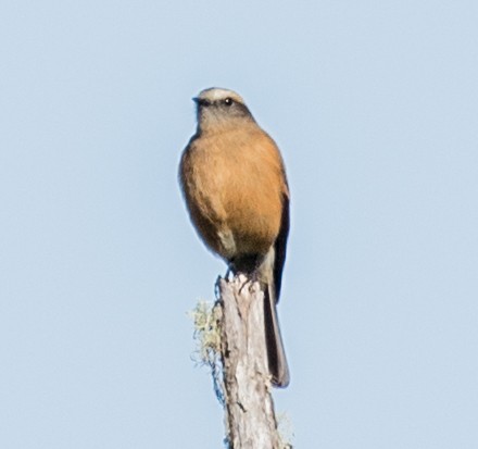Brown-backed Chat-Tyrant - ML643249506