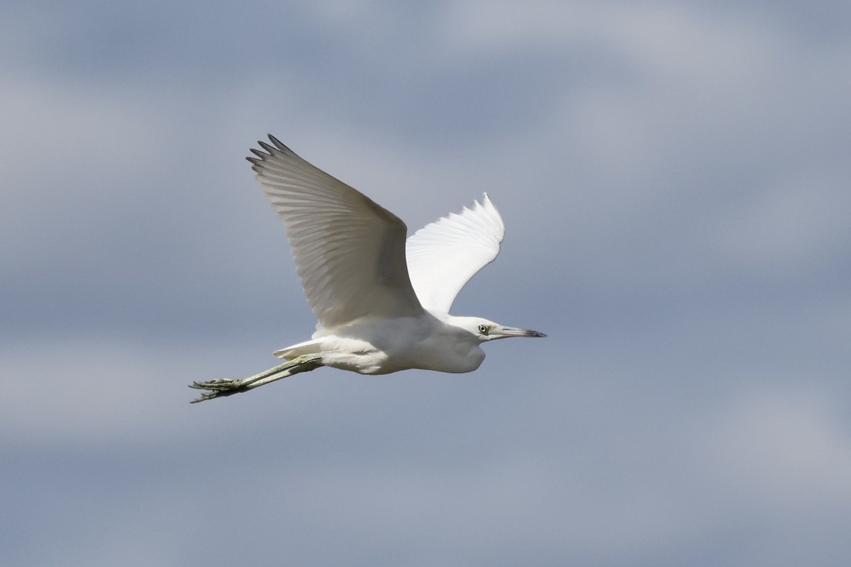 Little Blue Heron - ML643249508