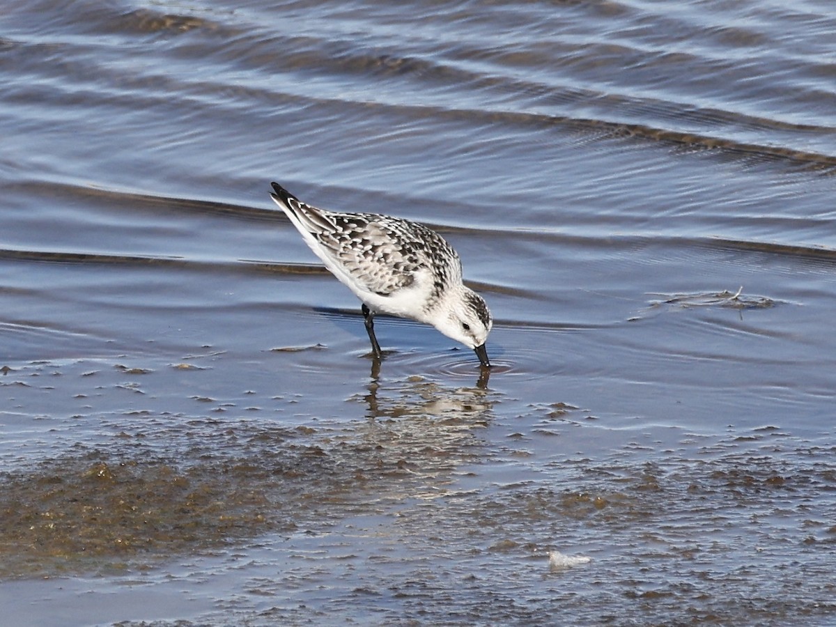 Sanderling - ML643249561