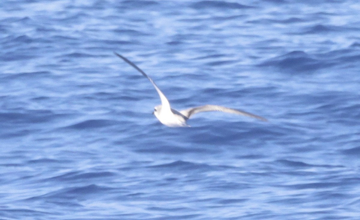 Cook's Petrel - ML643249571