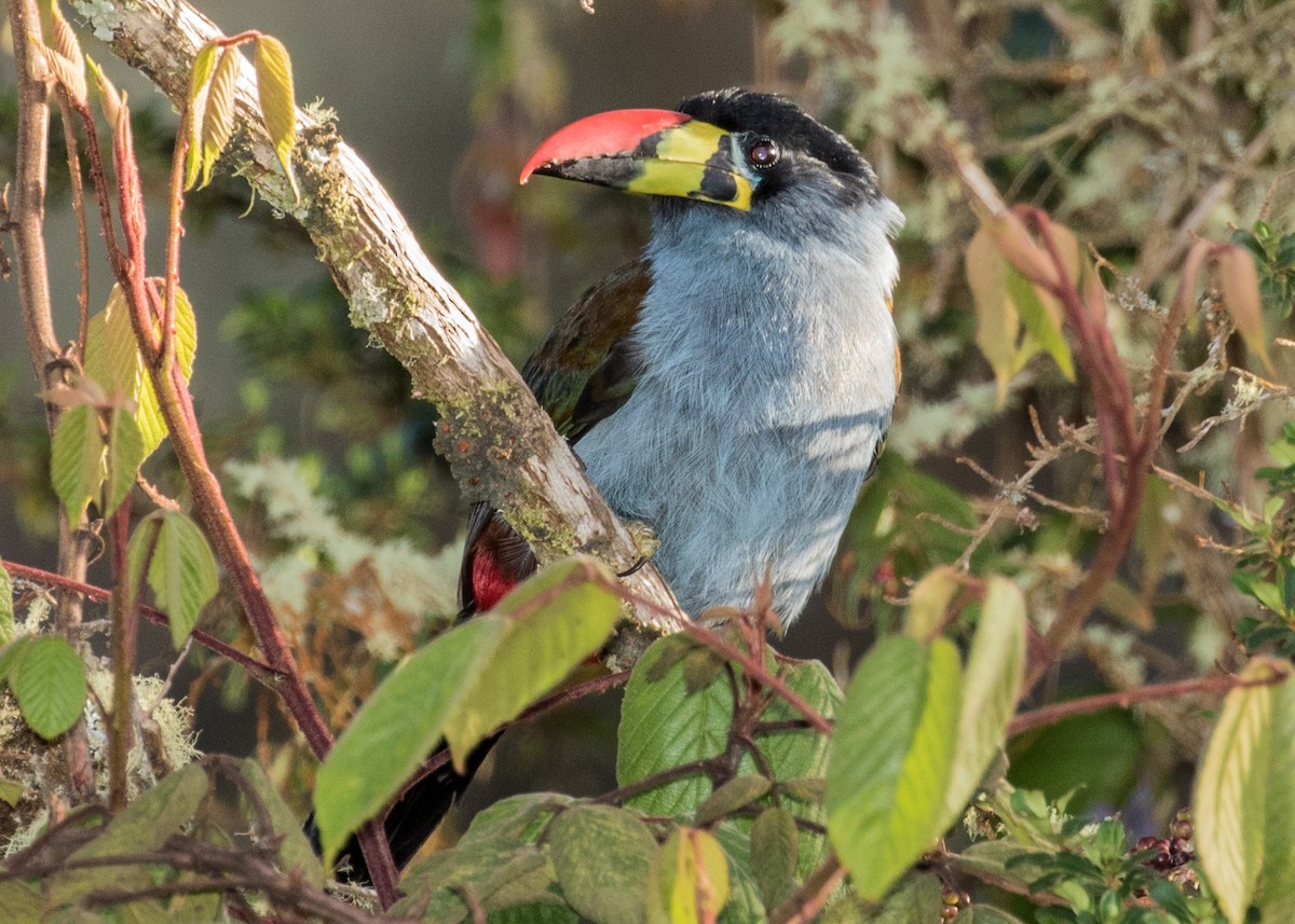 Gray-breasted Mountain-Toucan - ML643249573
