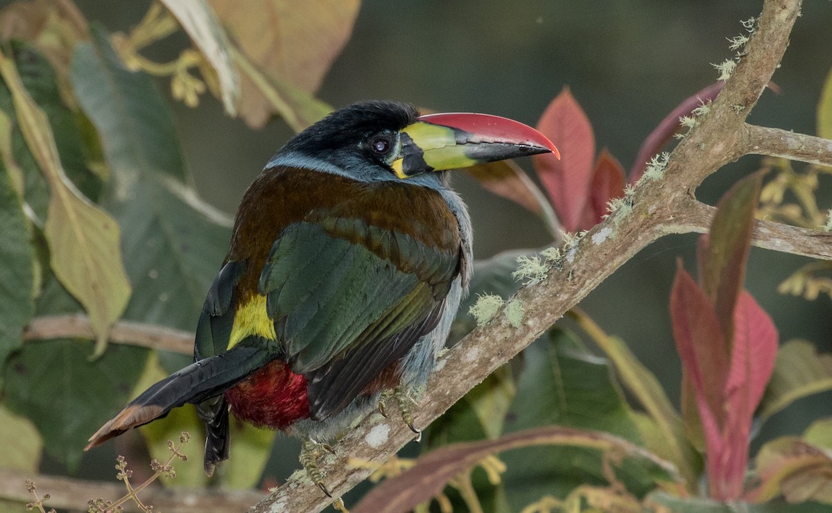 Gray-breasted Mountain-Toucan - ML643249574