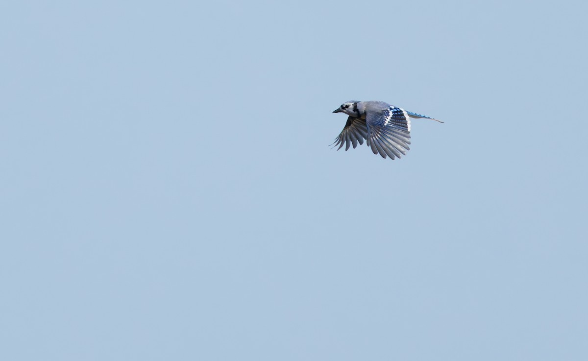 Blue Jay - ML643249599