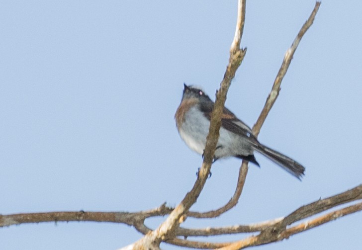 Rufous-breasted Chat-Tyrant - ML643249602