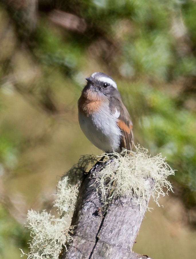 Rufous-breasted Chat-Tyrant - ML643249608
