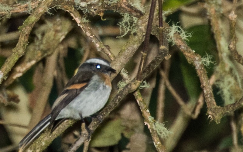Rufous-breasted Chat-Tyrant - ML643249609