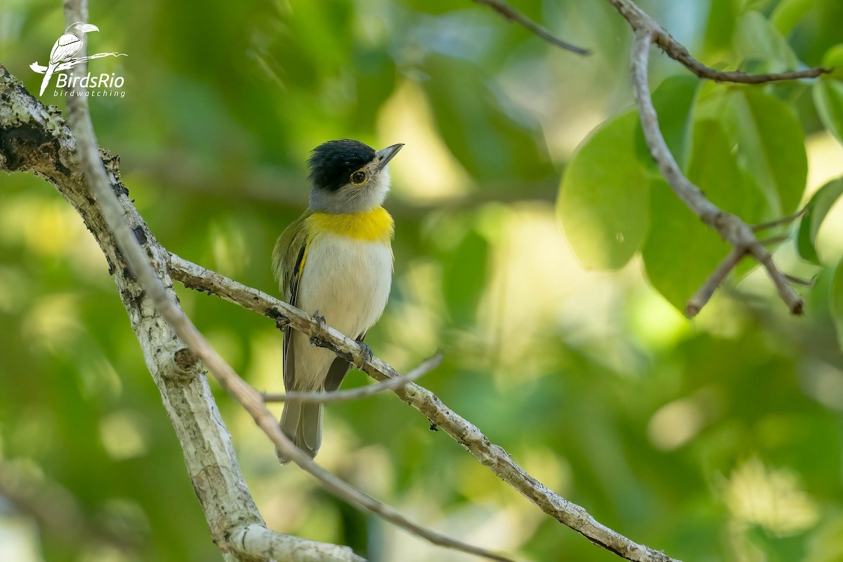 Green-backed Becard (Green-backed) - ML643249620