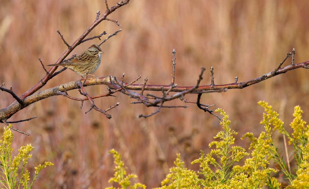 Lincoln's Sparrow - ML643249621