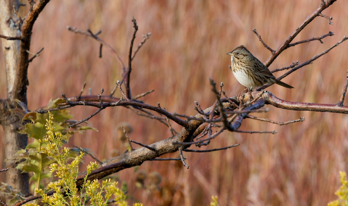 Lincoln's Sparrow - ML643249628