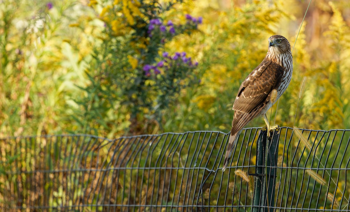 Cooper's Hawk - ML643249635